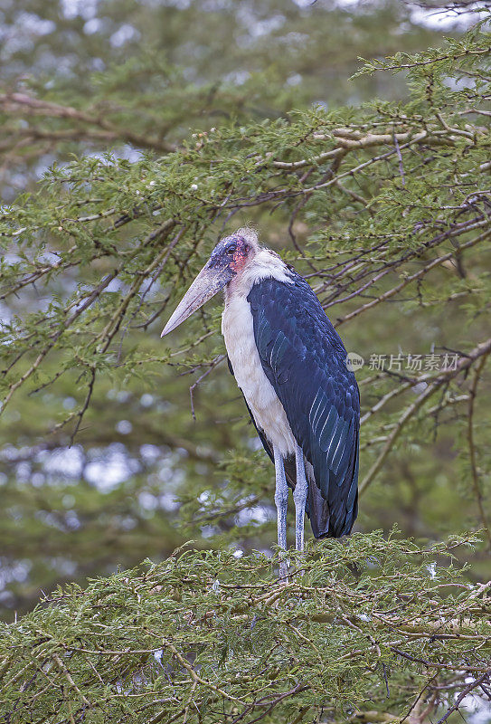 鹳，又称crumeniferus或Leptoptilos crumenifer，是鹳科的一种大型涉禽。纳库鲁湖国家公园，肯尼亚。鹳形目。